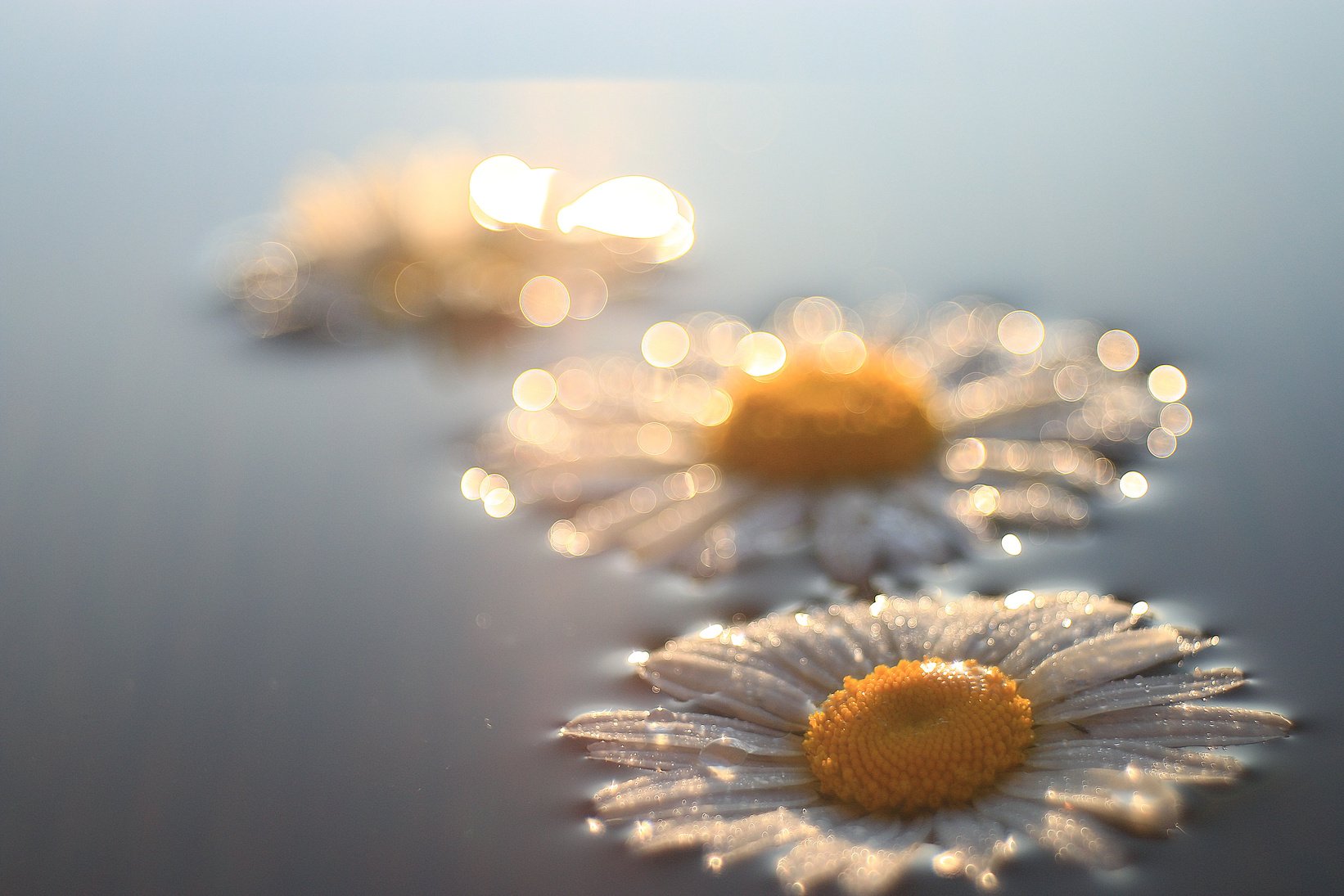 Chamomile Background 